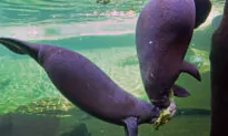 Environmental Groups Ask for Manatees to Be Reclassified as ‘Endangered’ Again