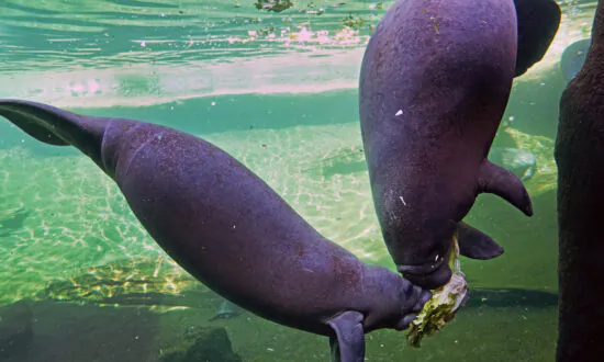 Environmental Groups Ask for Manatees to Be Reclassified as ‘Endangered’ Again