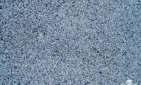 Mass Swarm of Dead Fish in Atlantic Prompts French Inquiry