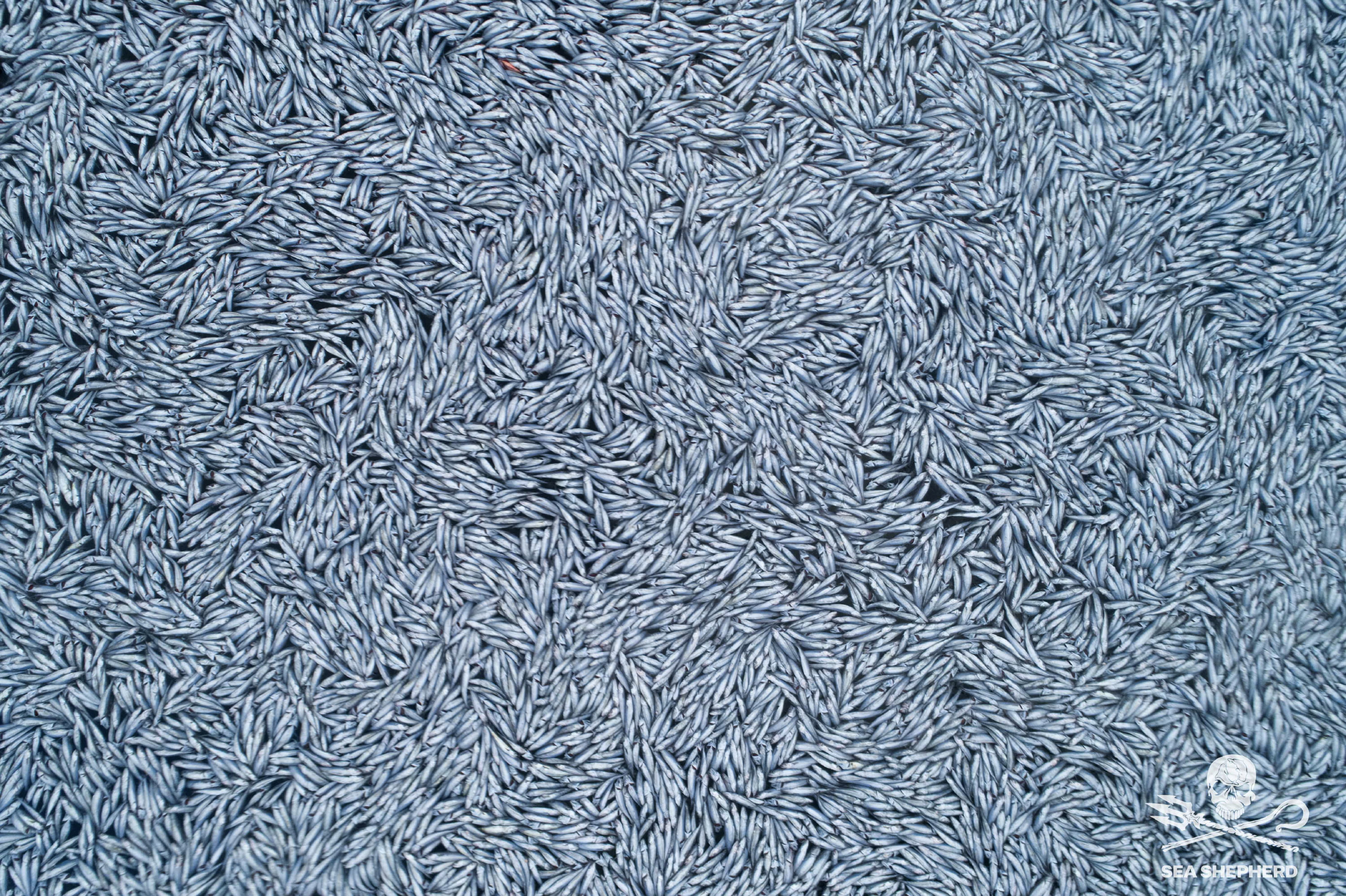 Mass Swarm of Dead Fish in Atlantic Prompts French Inquiry - Vimarsana News