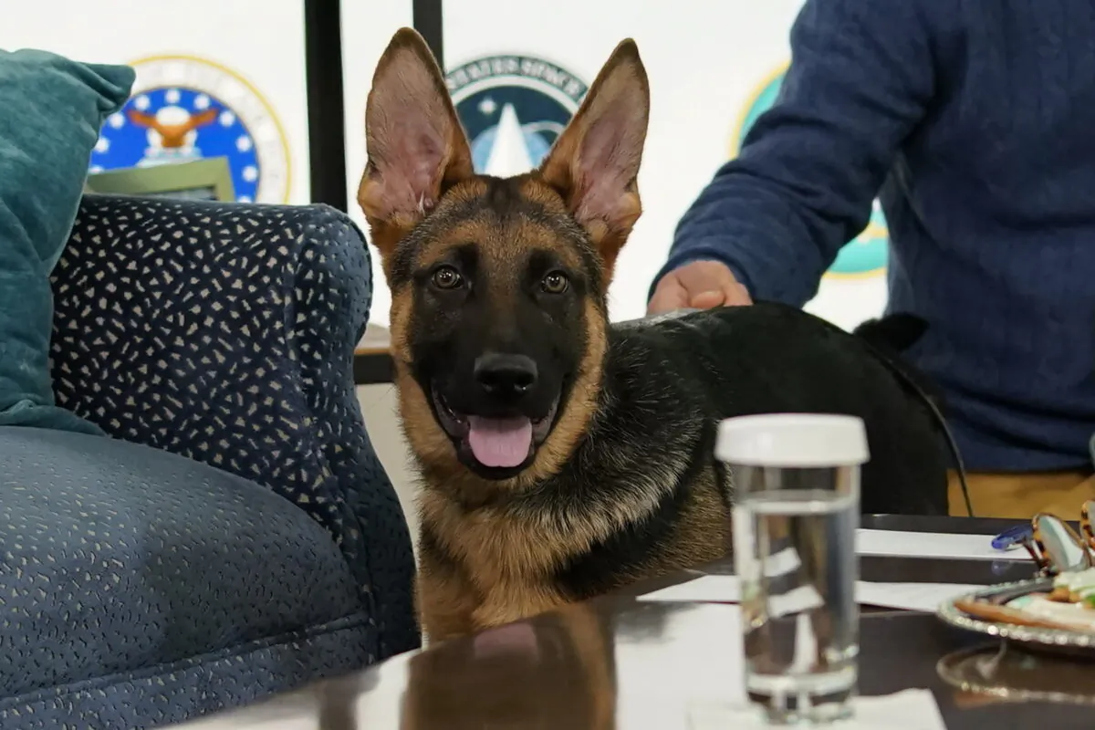 President Joe Biden and First Lady Jill Biden's new dog Commander, a purebred German shepherd puppy, arrives to meet virtually with service members around the world, in the South Court Auditorium on the White House campus in Washington on Dec. 25, 2021. (Carolyn Kaster/AP Photo)