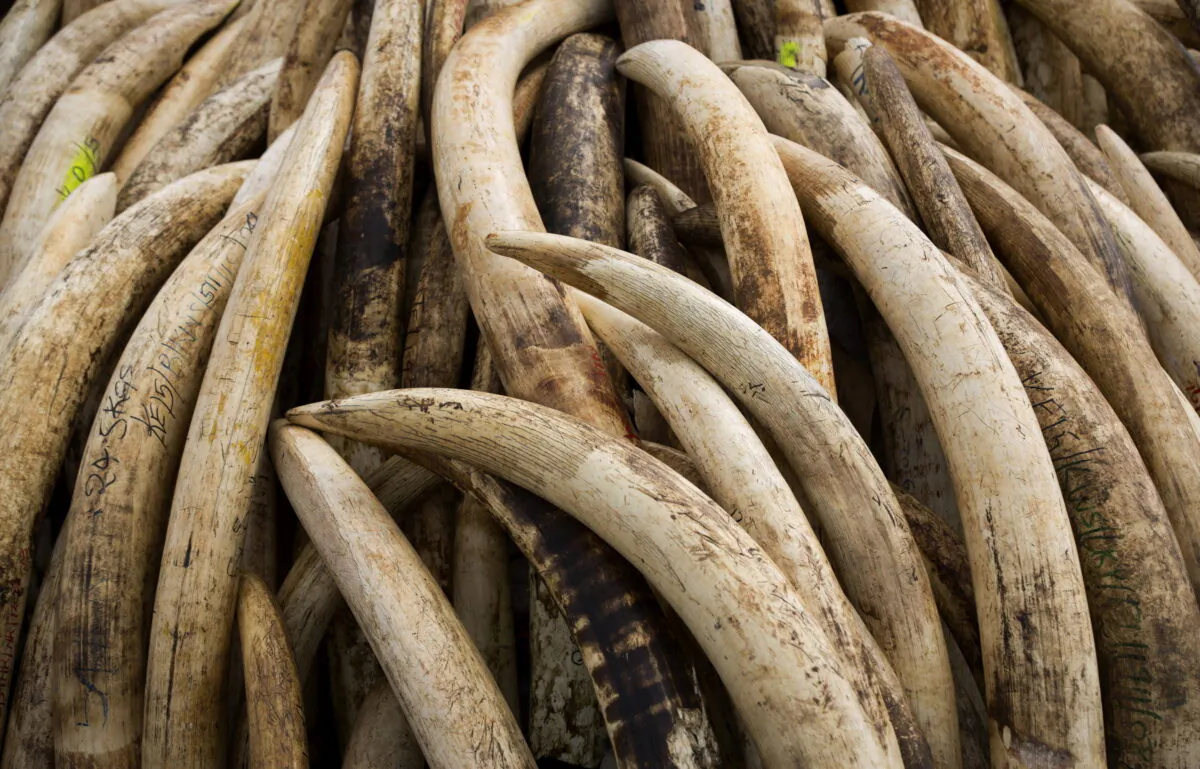 Elephant tusks are stacked in one of around a dozen pyres of ivory, in Nairobi National Park, Kenya on April 28, 2016. (Ben Curtis/AP Photo)
