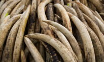 DNA Analysis of Elephant Ivory Reveals Trafficking Networks