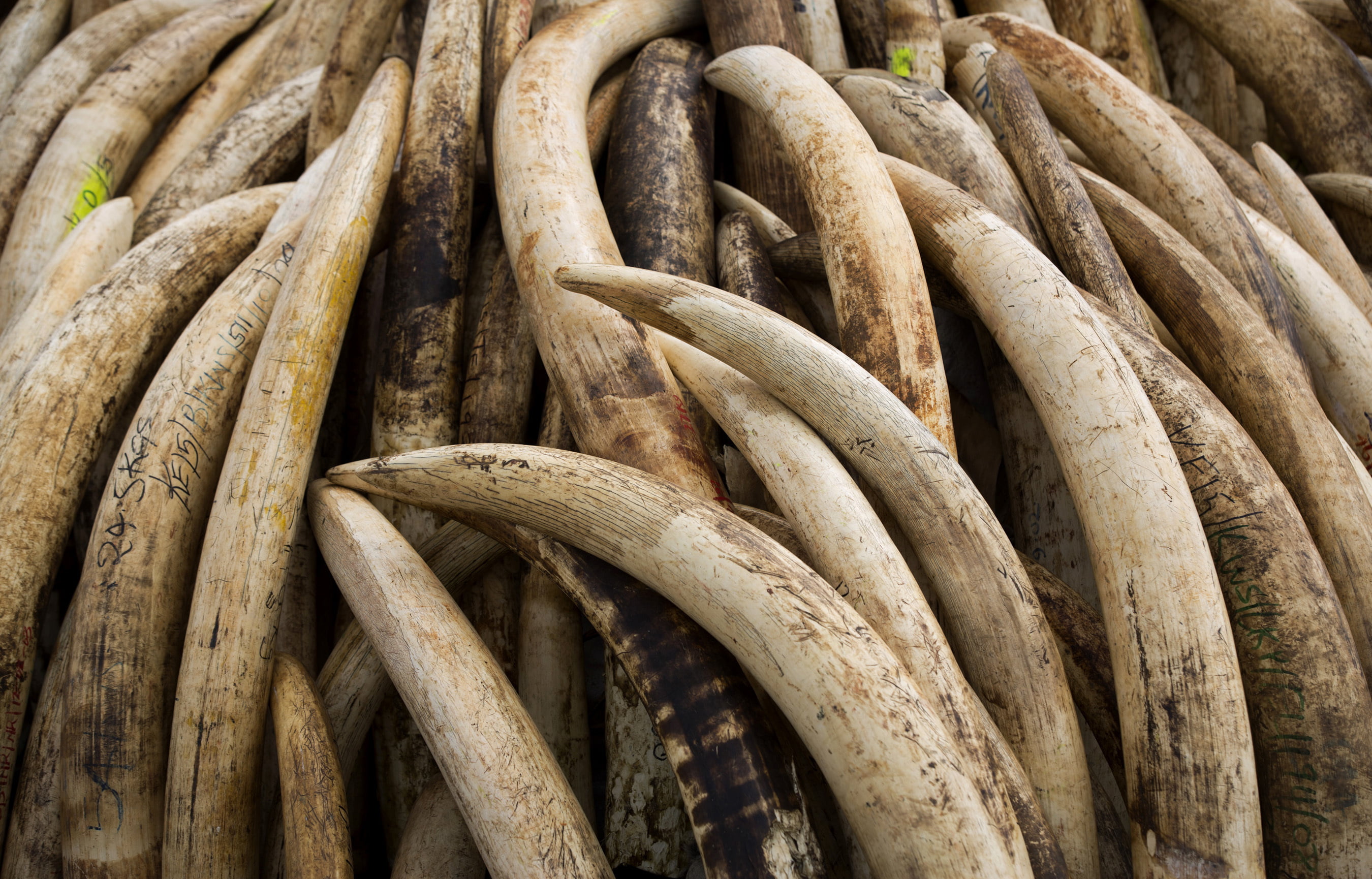 DNA Analysis of Elephant Ivory Reveals Trafficking Networks - Vimarsana News