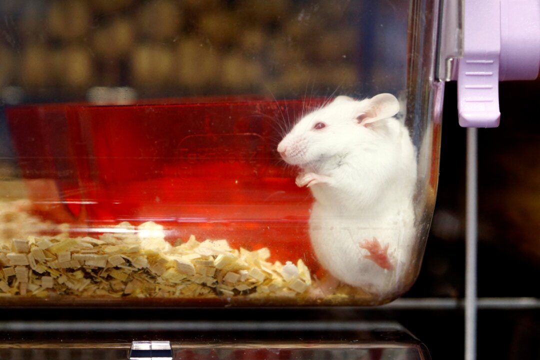 A mouse is seen in a plastic box at the Laboratory Animal Services Center (LASC) of the University of Zurich in Schlieren, Switzerland, on Feb. 07, 2022. (Arnd Wiegmann/Reuters)
