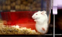 What We Can Learn from Mouse Models of Autism