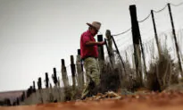 Wild Dogs Baited after Storms Damage Dog Fence in Southern Australia