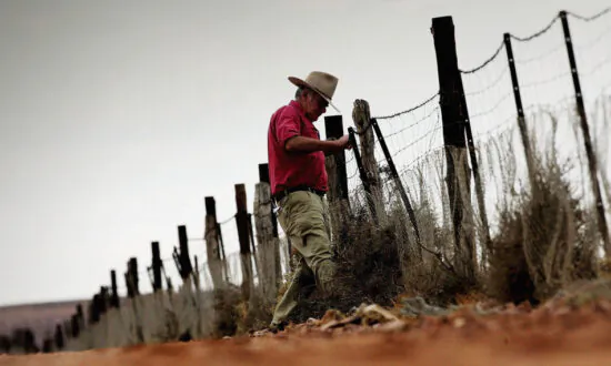 Wild Dogs Baited after Storms Damage Dog Fence in Southern Australia