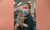 Snowbird Kitty: Lost Cat Heads Home to Maine—From Florida