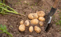 Growing Vegetables From Table Scraps