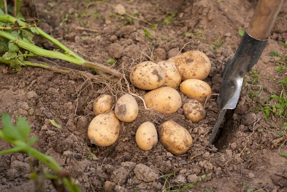 Each "eye" of the potato tuber is a bud that can grow a new plant, so a tuber can be cut into pieces with at least one eye on each piece that will grow new plants.(Elena Masiutkina/Shutterstock)