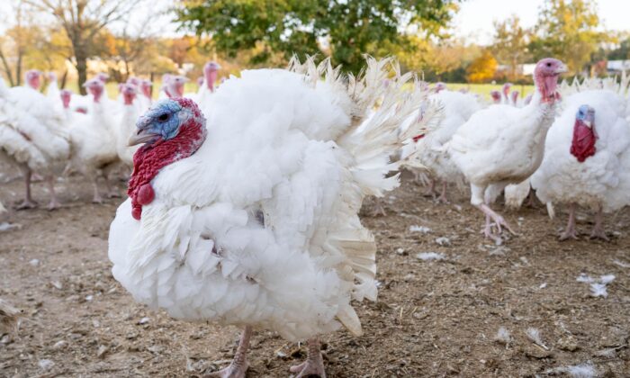 Turkeys roam inside a pen on Nov. 10, 2021 in Erlanger, Ky. (Jeff Dean/AFP via Getty Images)