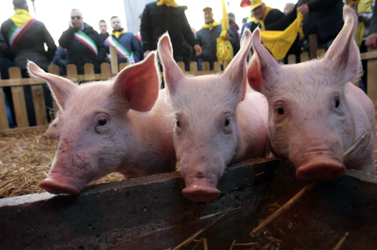 Pigs are pictured during a farmers protest in front of the Italian parliament in downtown Rome on Dec. 5, 2013. (Remo Casilli/Reuters)