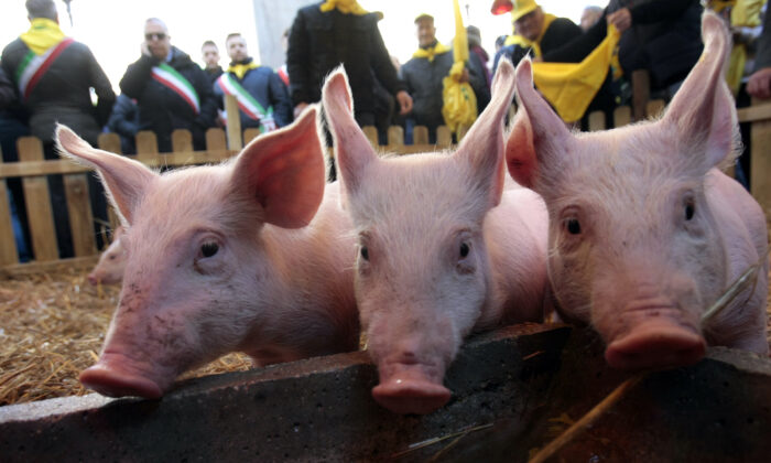 Pigs are pictured during a farmers protest in front of the Italian parliament in downtown Rome on Dec. 5, 2013. (Remo Casilli/Reuters)