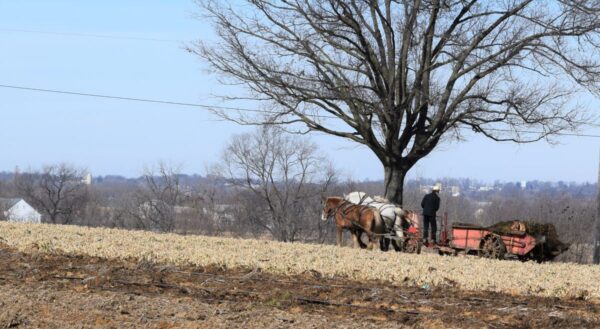 Amish farmer fertilizes the field on the Fischer farm in Lancaster County, Pennsylvania while neighbors rebuild a barn destroyed by fire. 