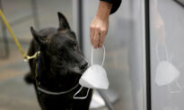 Dogs Can Be Trained to Sniff out COVID-19