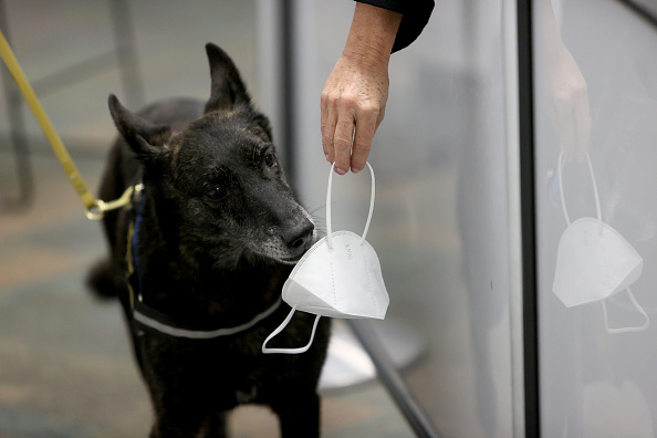 Researchers at Florida International University successfully trained One Betta, a Dutch Shepard, and three other dogs to detect COVID-19 on face masks. The dogs got it right 96% to 99% of the time. (Photo by Joe Raedle/Getty Images)