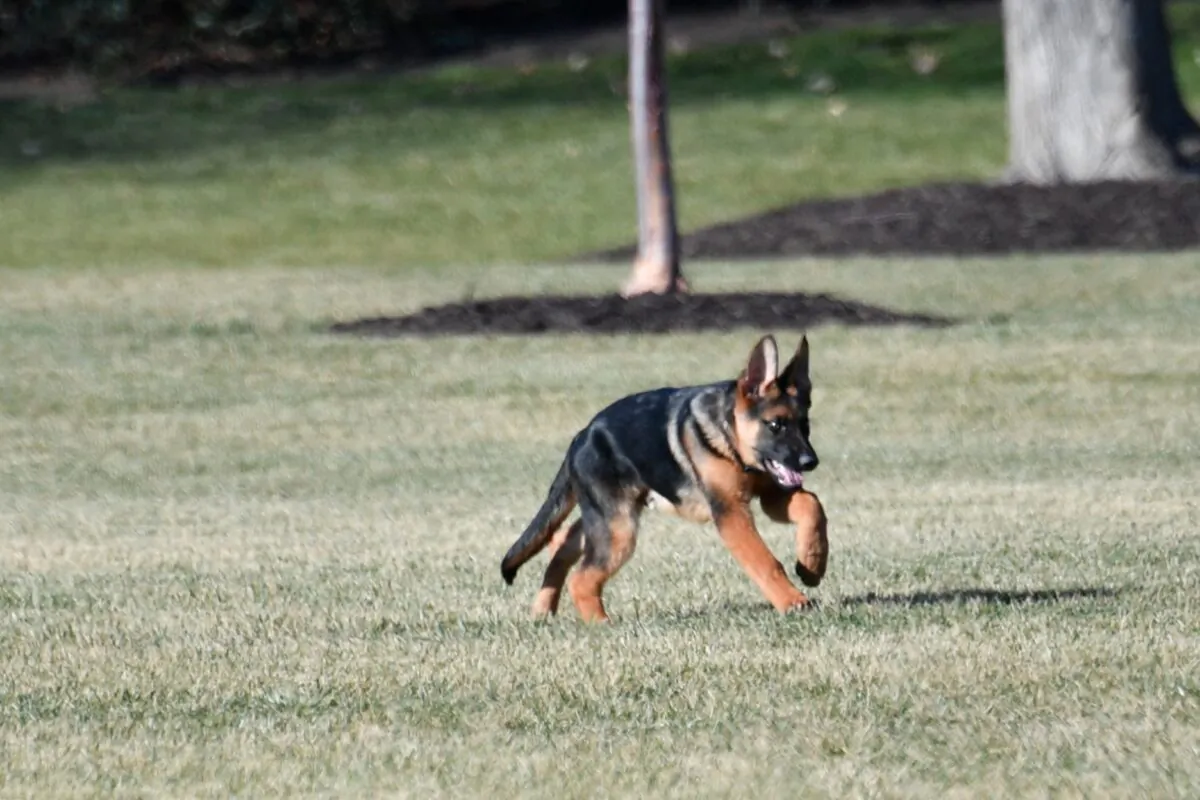 "Commander," the new dog of President Joe Biden, plays in the South Lawn of the White House on Dec. 24, 2021. (Nicholas Kamm/AFP via Getty Images)