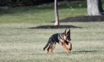Biden Dog Commander to Make TV Debut During ‘Puppy Bowl’