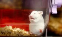 Swiss Reject Ban on Animal Testing in Referendum