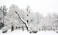 Exploding Maple Trees Rock Texas Winter