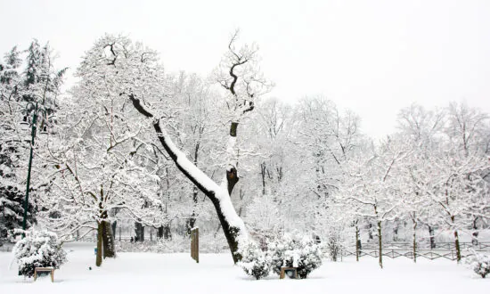 Exploding Maple Trees Rock Texas Winter