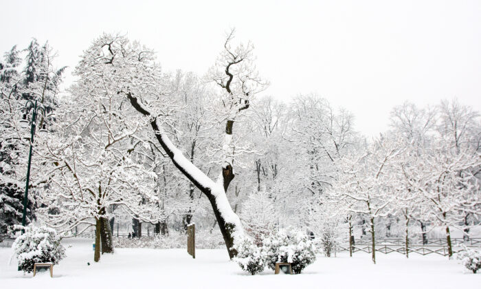 Trees covered with snow. (Vittorio Zunino Celotto/Getty Images)