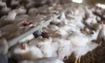 US Detects Highly Lethal Bird Flu in Tyson Foods Chickens