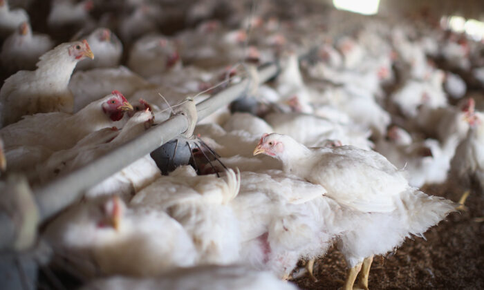 Chickens gather around a feeder at a farm in a file photo. (Scott Olson/Getty Images)
