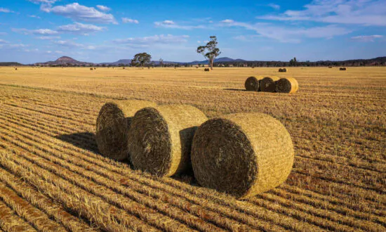 Australian Farmers Hold High Degree of Optimism: Survey