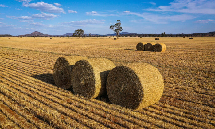 Bails of hay sit in a paddock containing a failed wheat crop on farmer Trevor Knapman's property in Gunnedah, NSW, Australia, on Oct. 4, 2019. (David Gray/Getty Images)