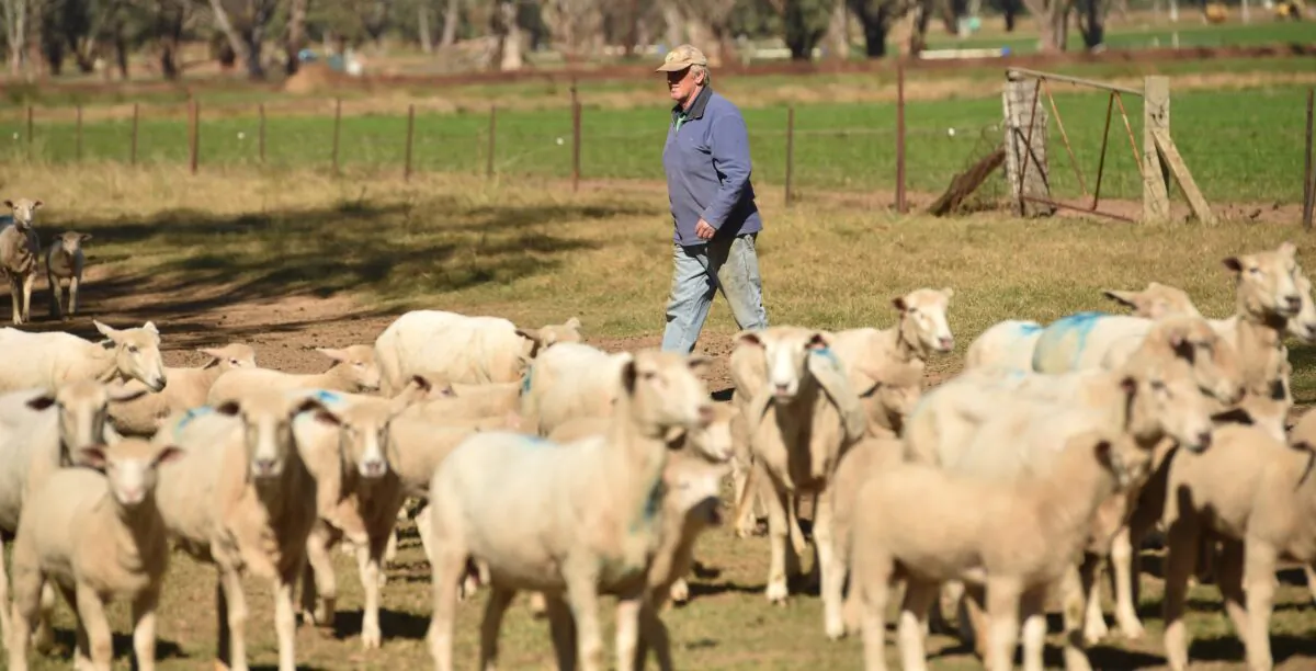 An Australian farmer herds sheep at his property near the rural city of Tamworth, in NSW, Australia, on May 4, 2020. (Peter Parks/AFP via Getty Images)