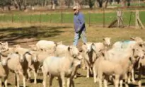 Australian Pacific Farm Workers Ready to Fill Gaps
