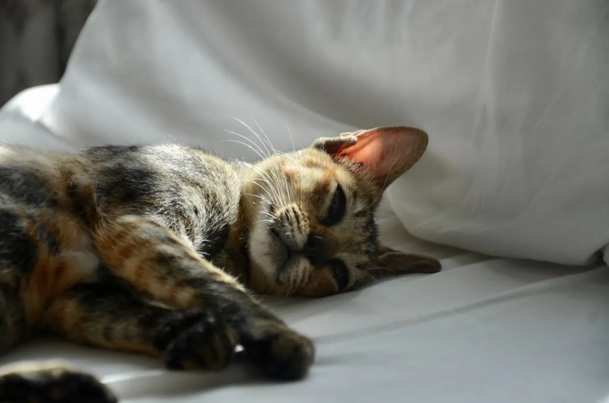 After the passing of a pet, your other pets may need extra comforting, too. (Cintya Marisa/Unsplash)