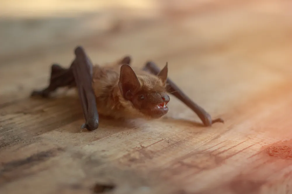 Undetectable Bat Bite Can Transmit Rabies