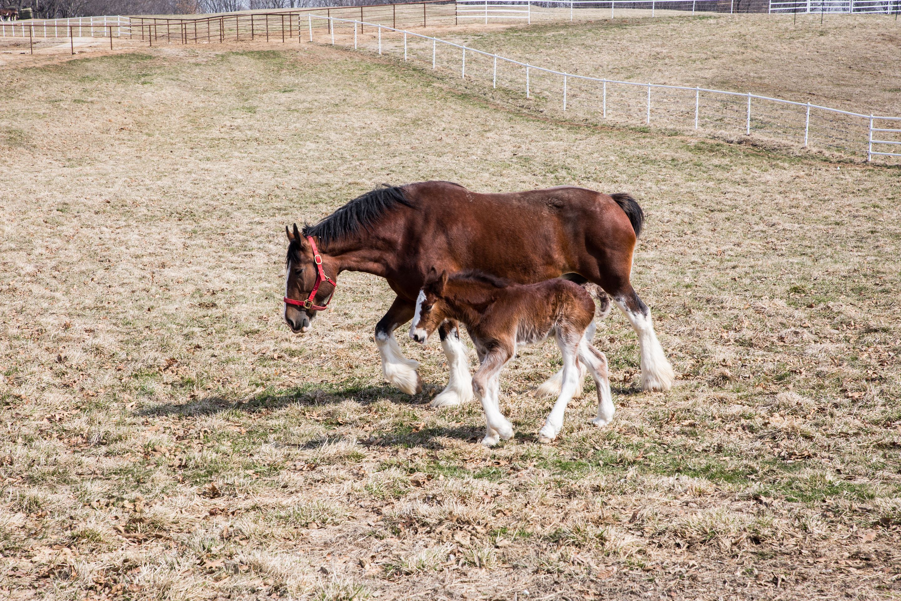 Cardinals tradition: Clydesdales, Musial - ESPN - SweetSpot- ESPN