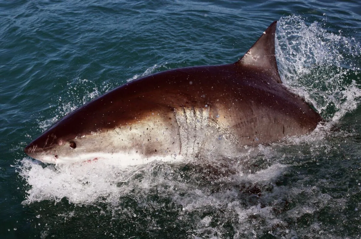 A Great White Shark in a file photo. (Dan Kitwood/Getty Images)