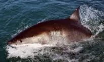 Sydney Swimmer Dies After Being Attacked by 15-foot Shark