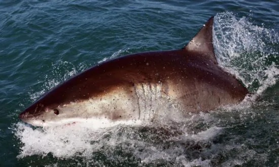 Aussie Man Killed in Shark Attack off Sydney Beach