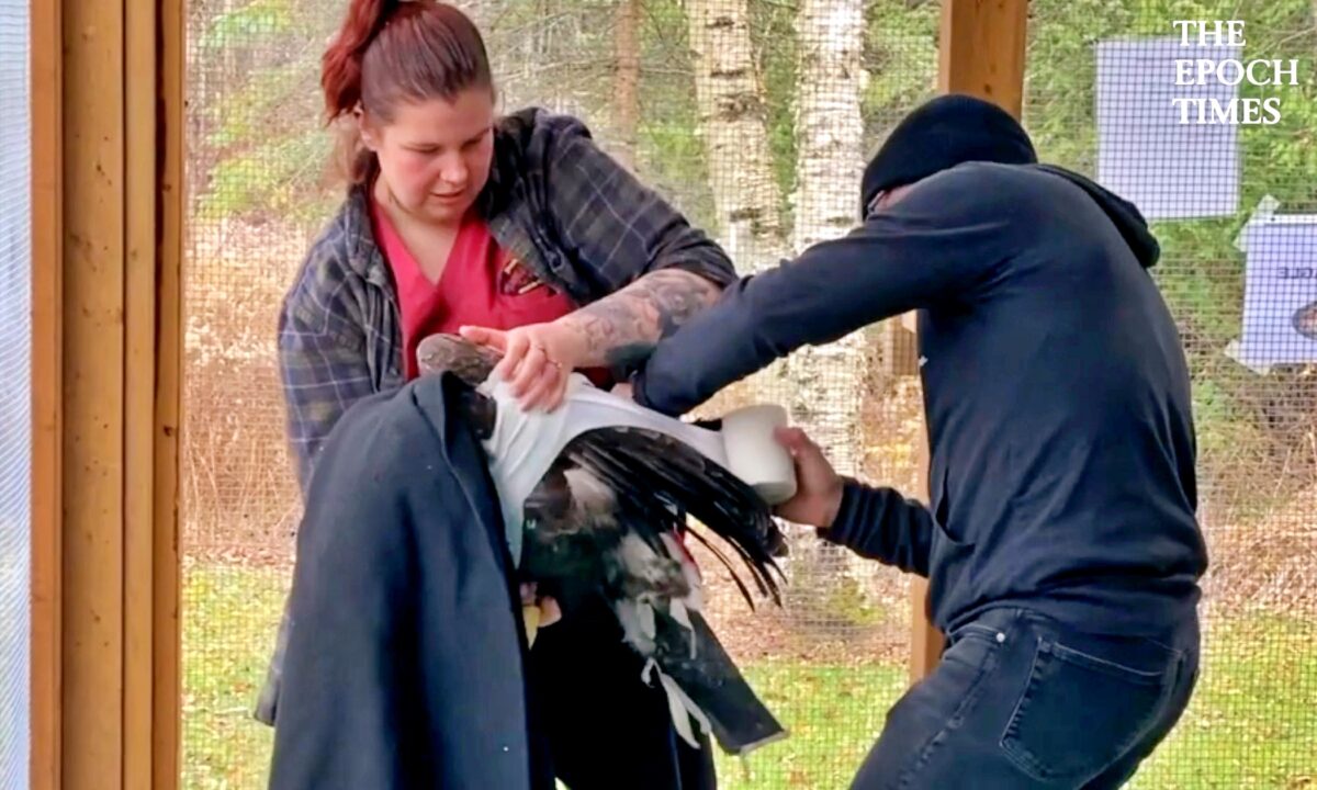Saving a Bald Eagle Who Was Shot by Hunters