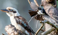This Laughing Kookaburra Chose the ‘Wrong Tree’ to Land In, and Wagtails Didn’t Like It