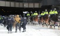Investigation Into Ottawa Horse Trampling Incident Closed as Injury Deemed Not Serious