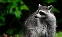 Raccoon Falls Through Ceiling Into Packed LSU Dining Hall