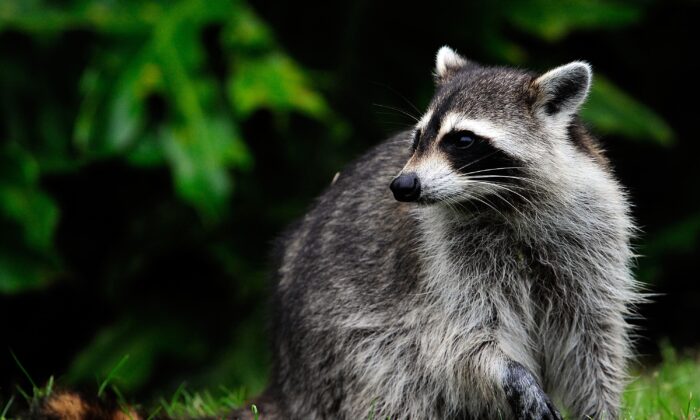 A racoon watches is seen on the course during the first round of the Children's Miracle Network Classic at the Disney Palm and Magnolia courses,  in Lake Buena Vista, Fla., on Nov. 12, 2009. (Sam Greenwood/Getty Images)