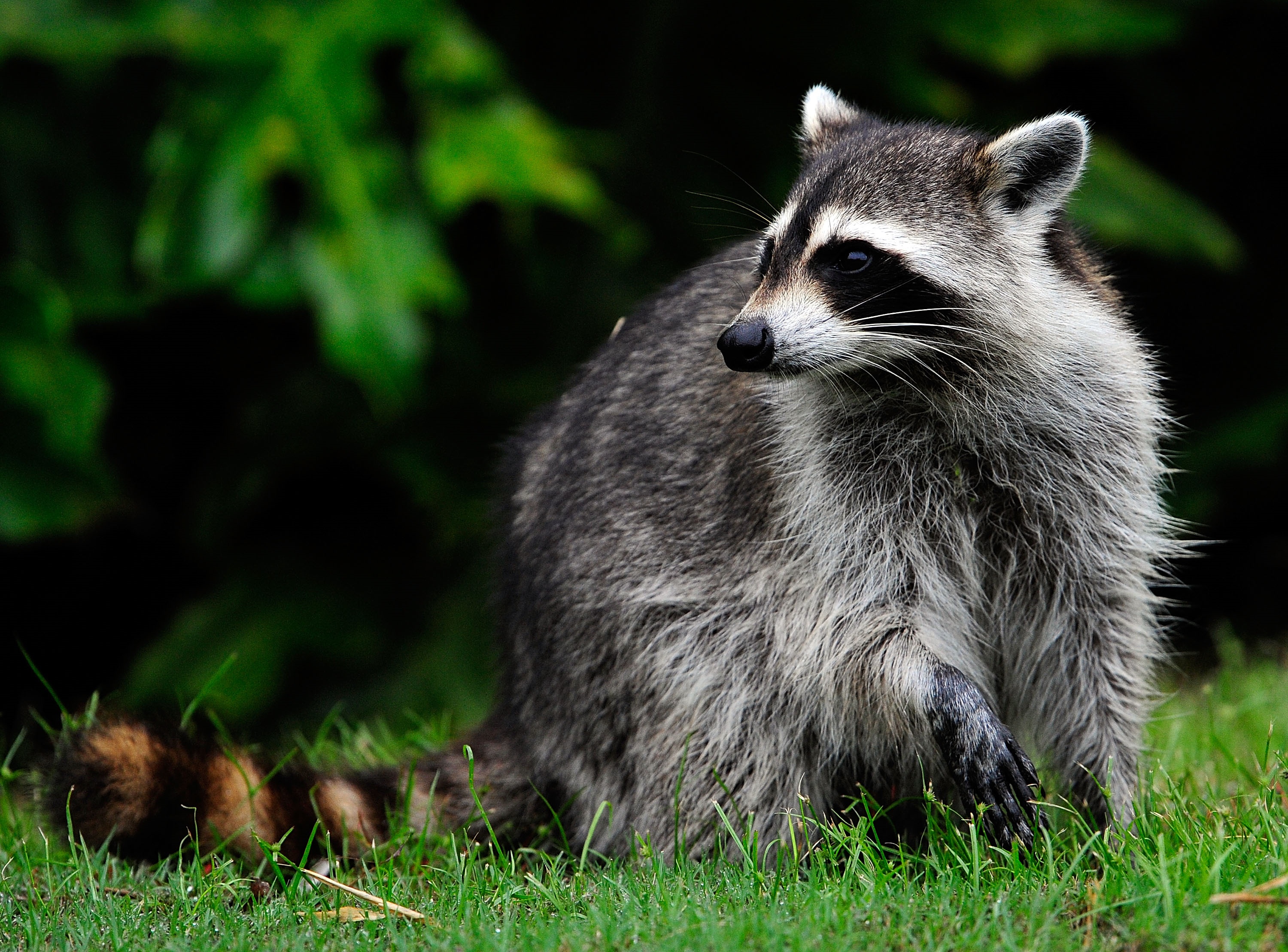 Raccoon Falls Through Ceiling Into Packed LSU Dining Hall - Vimarsana News