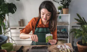 How to Start Garden Seeds Indoors A Basic Technique