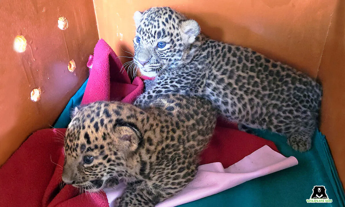 (Courtesy of Wildlife SOS)