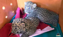 2 Leopard Cubs Lost in Sugarcane Field Were Rescued and Reunited With Their Mother (Video)