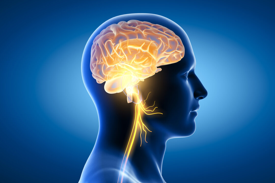 Your body relies on tight communication between senses, organs, muscles, brain, and more—and one of the most critical communication lines is the vagus nerve.(Axel_Kock/Shutterstock)