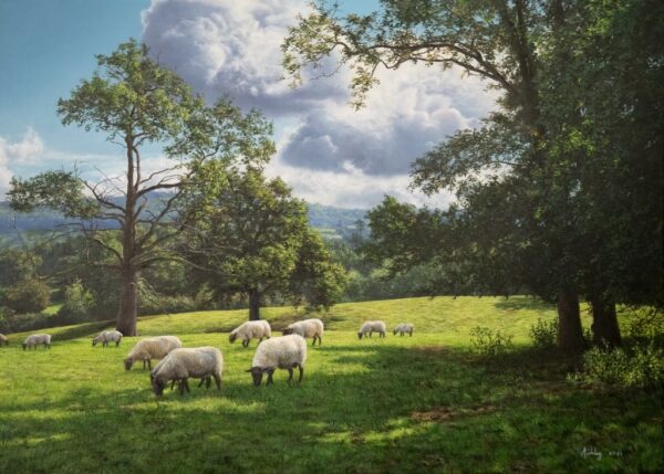 Costwold Sheep